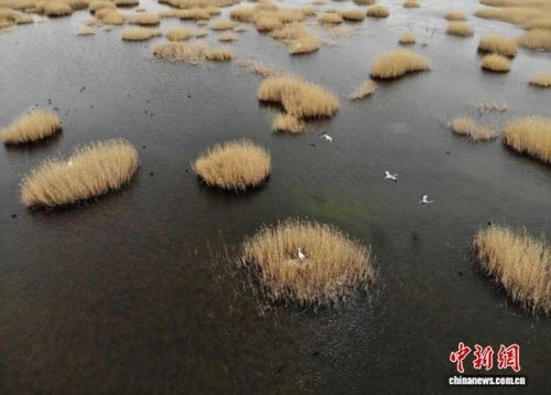 武威生態新畫卷 雪豹做客，黃沙披綠，生態材料銷售前景廣闊